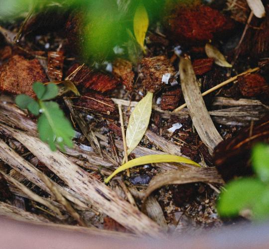 Kaip tinkamai tvarkyti žaliąsias atliekas?
